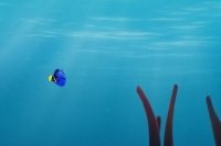 Dory schwimmt Dory schwimmt