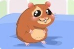 Hamster als Haustier Hamster als Haustier